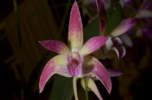 Dendrobium Tan Son Nhut