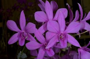 Dendrobium Phena's Charm