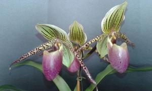 Paphiopedilum Transdoll