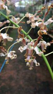 Dendrobium Rusa Jaya