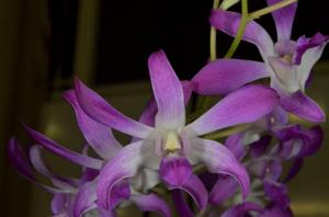 Dendrobium Petite Bouquet