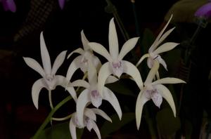 Dendrobium Jilliby