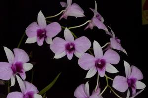 Dendrobium Dressy Lasses