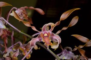 Dendrobium Fraser's Mosaic Spiral