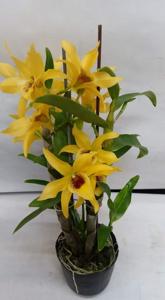 Dendrobium Gold Papillon