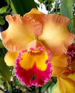 Rhyncholaeliocattleya Siam Aurora