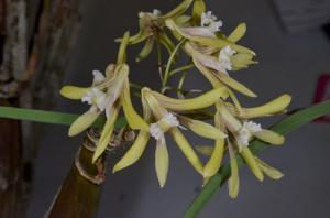 Dendrobium Limestone