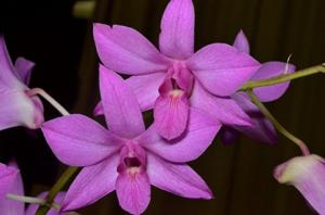 Dendrobium Warringah