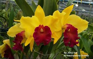 Rhyncholaeliocattleya Alma Kee