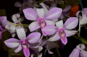 Dendrobium Warringah