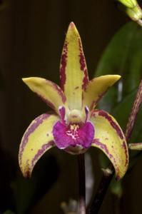 Dendrobium Tooradin