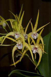 Dendrobium Hilda Poxon