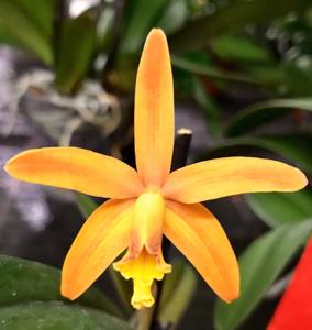 Cattleya Seagulls Gem