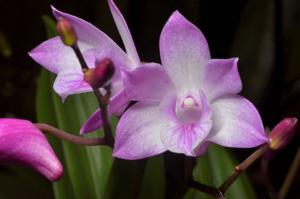 Dendrobium Esme Poulton