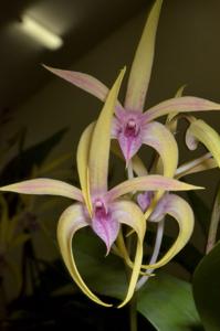 Dendrobium Elegant Heart