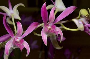 Dendrobium Cherry Dance