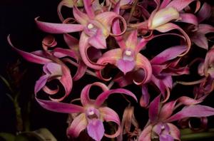 Dendrobium Bucko