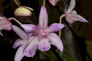 Dendrobium Memoria Lillian Warren