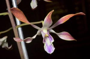 Dendrobium Bundy Blue-canaliculatum