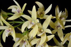 Dendrobium Aussie's Limelight