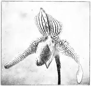 Paphiopedilum Rolfei