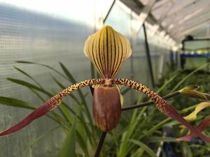 Paphiopedilum Es Low