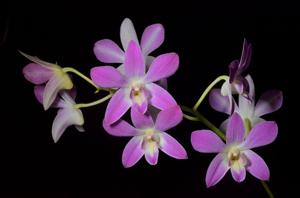 Dendrobium Samford Moondream