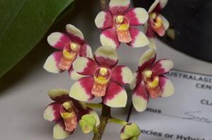 Sarcochilus Velvet