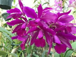 Cattlianthe Bactia