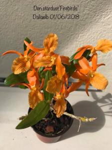 Dendrobium Stardust