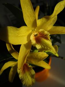 Dendrobium Stardust