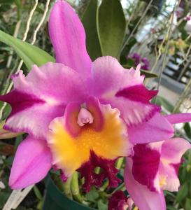 Cattleya Irene's Song