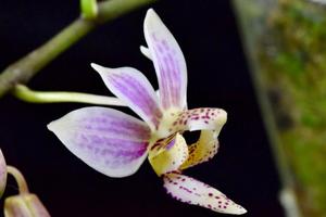 Phalaenopsis Donna's Delight