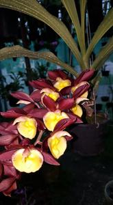 Catasetum Black Knight