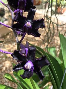 Vanda Motes Midnight