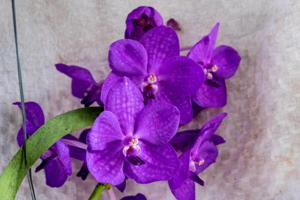 Vanda Pakchong Smile