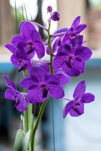 Vanda Pakchong Smile