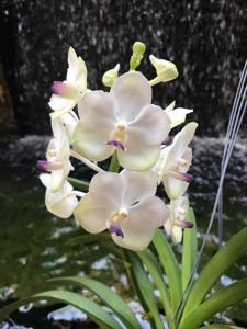 Vandachostylis Nong Kham