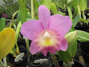 Cattleya Lana Coryell