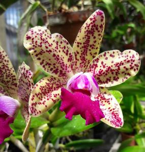 Rhyncholaeliocattleya Naomi's Delight