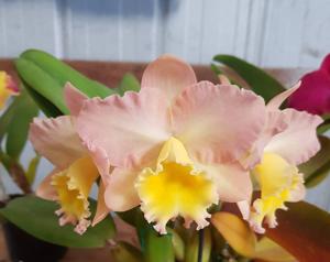 Rhyncholaeliocattleya Lisa Taylor Gallis