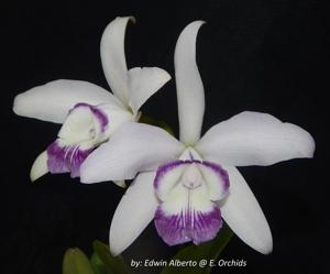 Cattleya Sincomedia