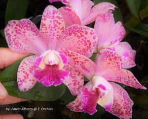 Rhyncholaeliocattleya Pauwela Polka Dots