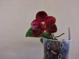 Phalaenopsis Mituo Sun