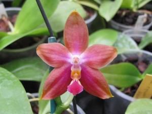 Phalaenopsis Chienlung Eagle King