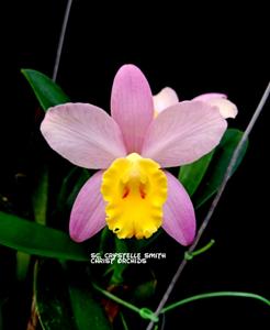 Cattleya Crystelle Smith