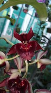 Catasetum Sue Bottom