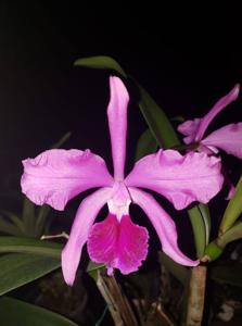 Cattleya elegans