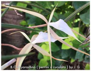 Brassavola Crazyarachno