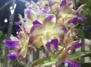 Perreiraara Parichart